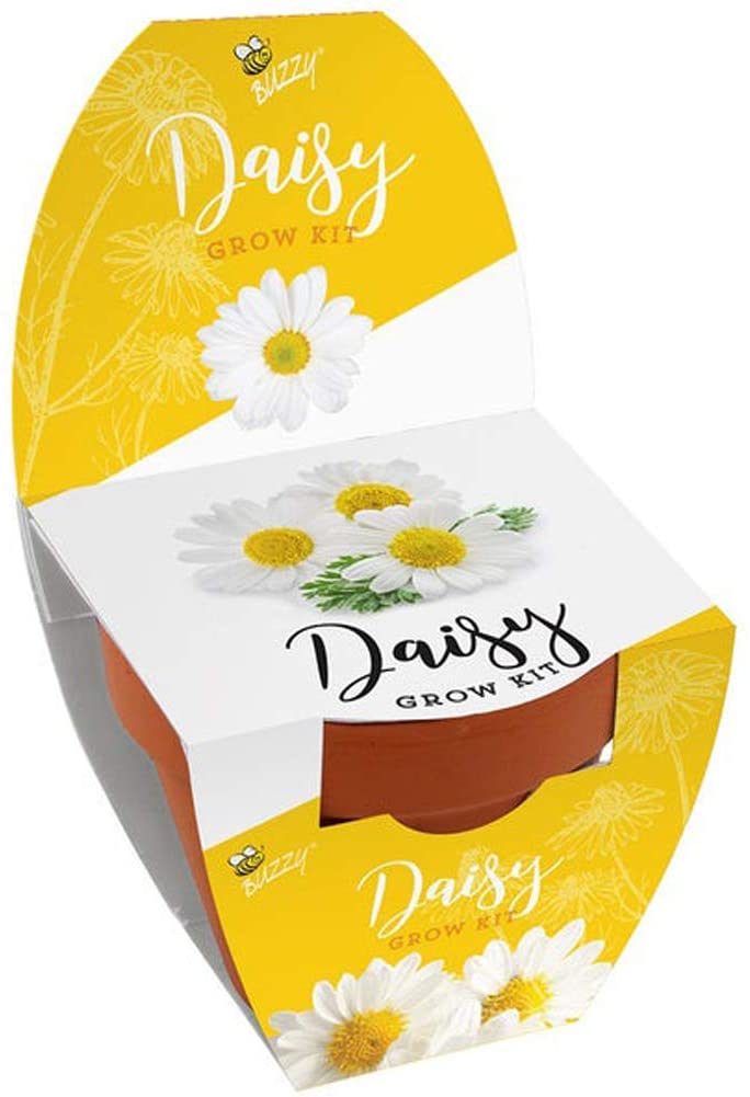 Buzzy Seeds - Classic Terracotta (7cm) - Daisy