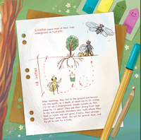 Moonflower Press - Cicada City: A Bug Club Story - Hardcover