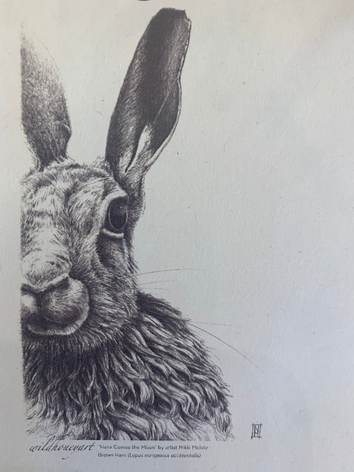 Brown Hare Tea Towel