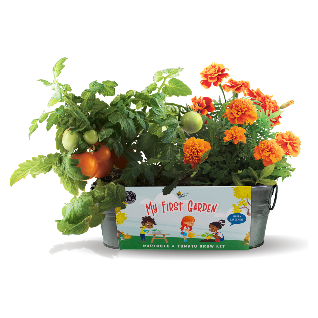 Buzzy Seeds - My First Garden: Painted Windowsill Grow Kit - Marigold & Tomato
