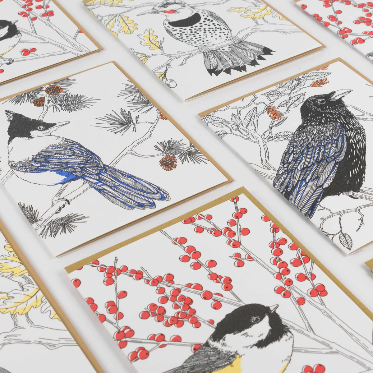 Boxed Set 8 Bird Cards