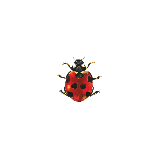 Lucky Ladybug Tattoo Pair
