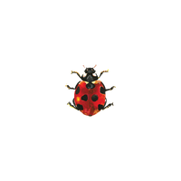 Lucky Ladybug Tattoo Pair