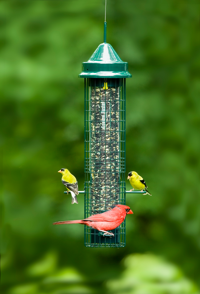 SquirrelBuster - Classic