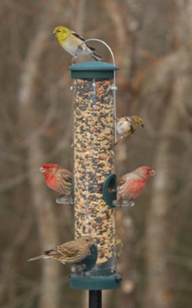 Medium Seed Tube Feeder in Spruce