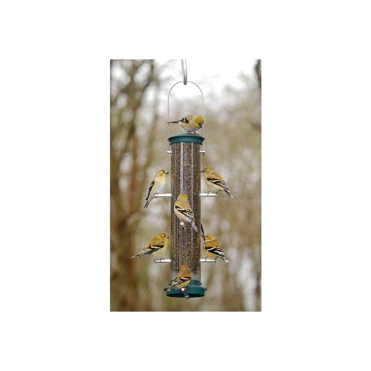 Medium Finch Feeder in Spruce