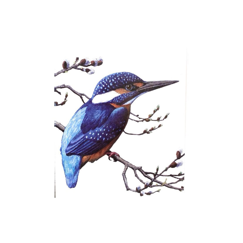 Common Kingfisher Greeting Card