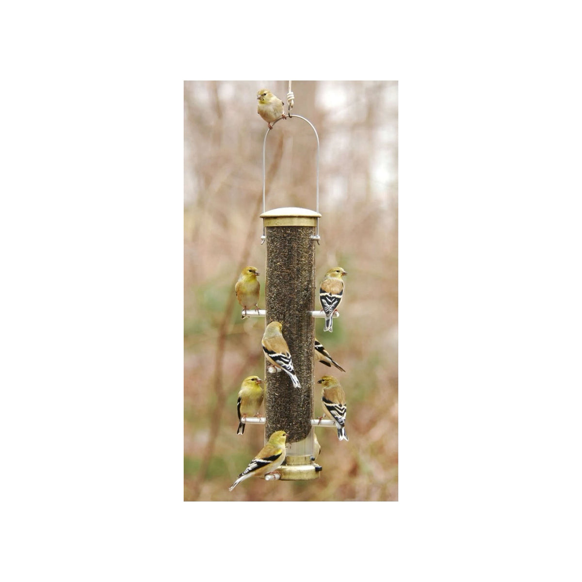 Medium Nyjer Feeder in Brass