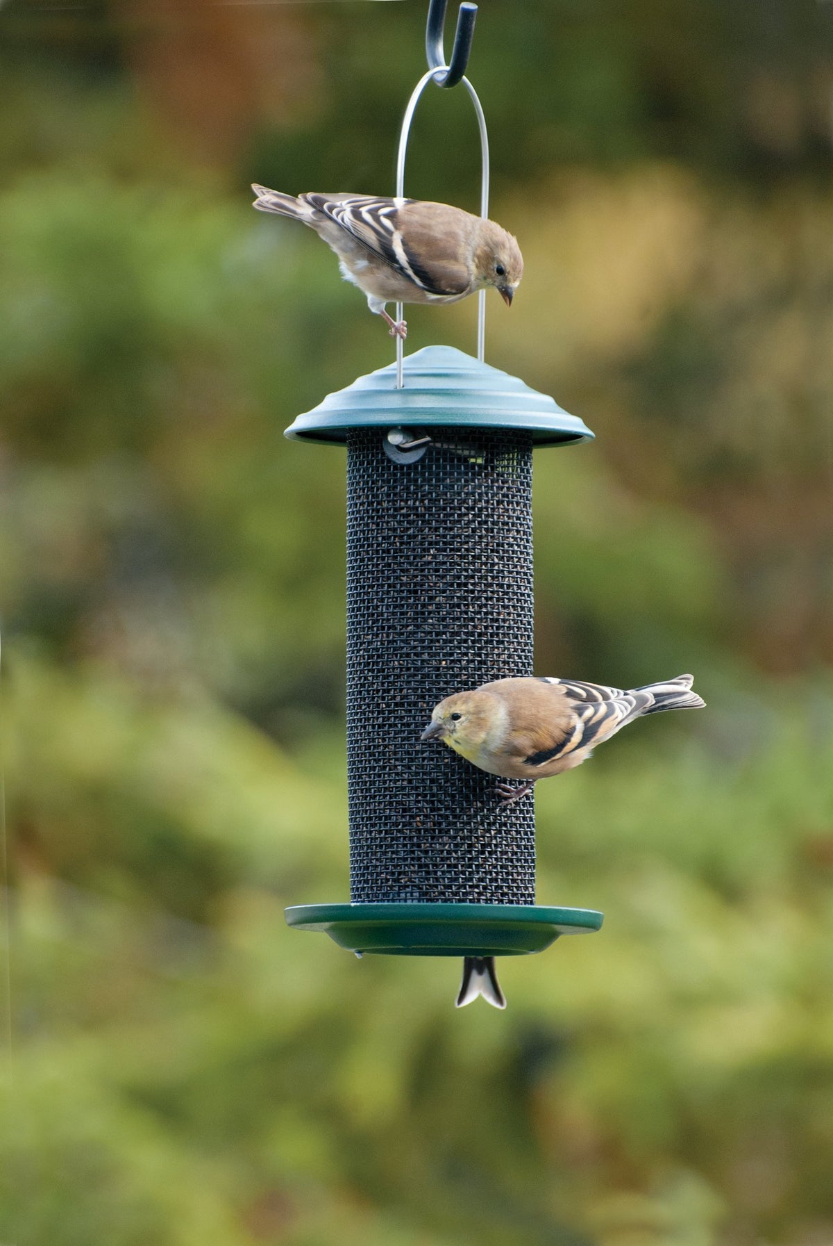 Mini Magnum Finch Feeder