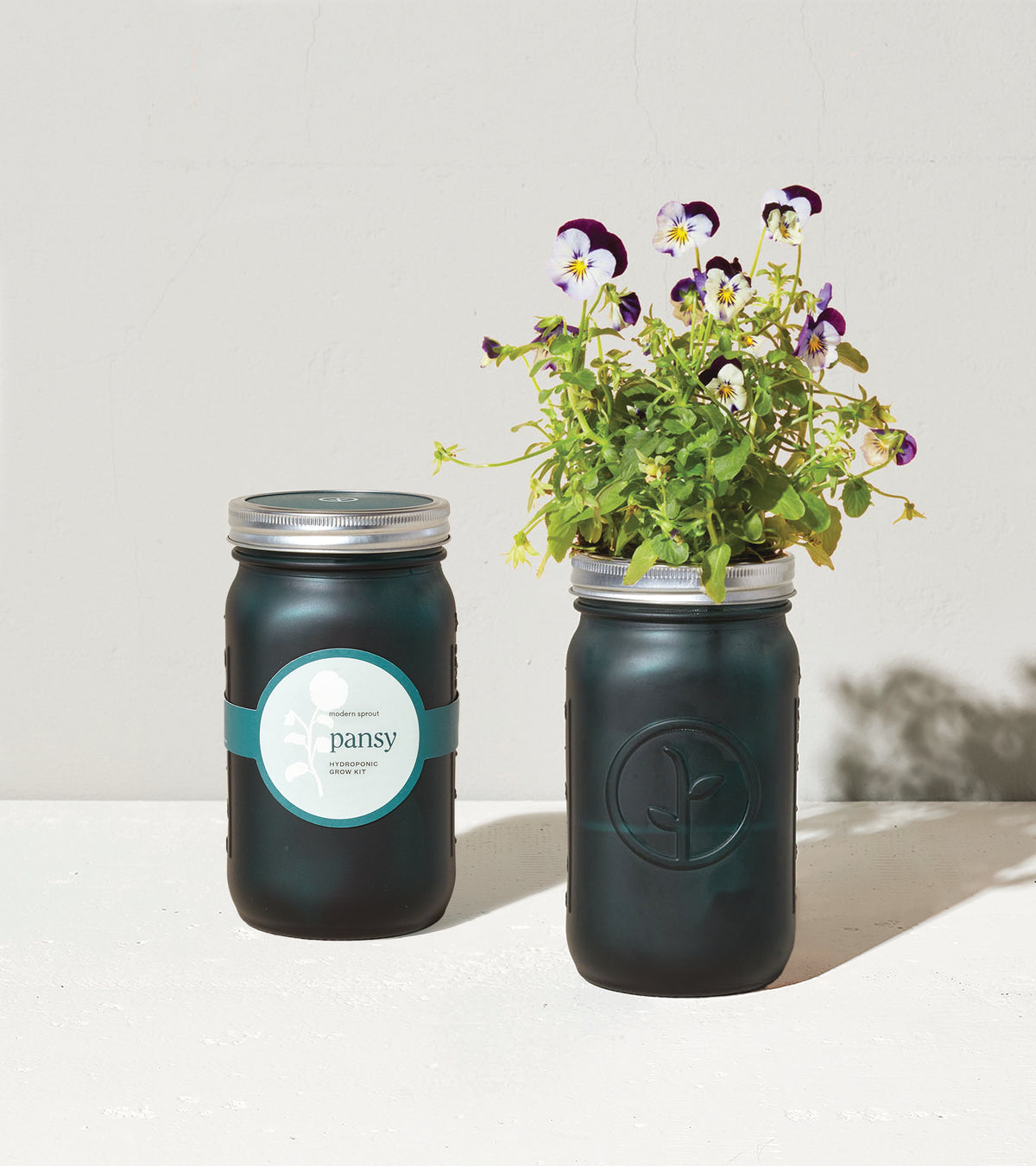 Modern Sprout Hydroponic Grow Kit - Pansy