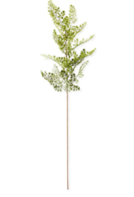 Fake Fern Stem