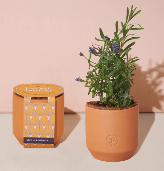 Tiny Terracotta Kit - Lavender