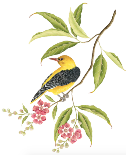 Golden Oriole Tattoo Pair