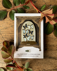 Victorian inspired Enamel Entomology Butterfly Dome Pin