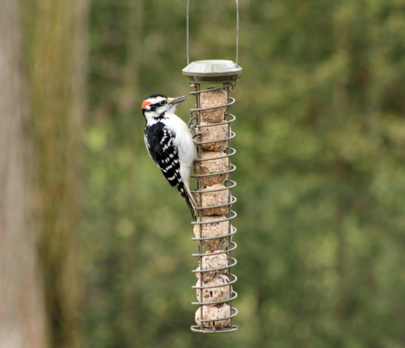 Pinebush 16" Suet Tube Feeder