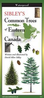 Sibley's Common Trees of Eastern Canada