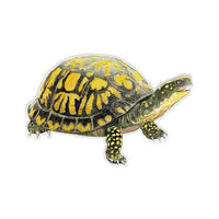 Felix Doolittle - Box Turtle - Vinyl Stickers