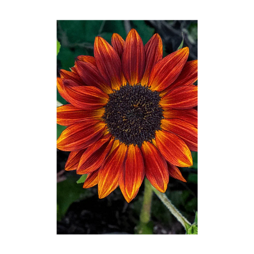 Garden Seeds