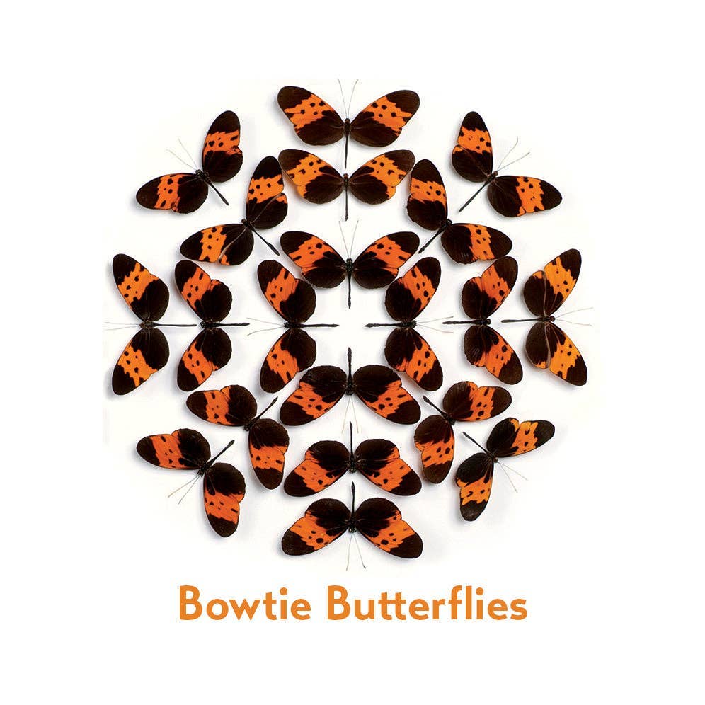 Christopher Marley’s Incredible Insects Memory Game