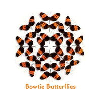 Christopher Marley’s Incredible Insects Memory Game