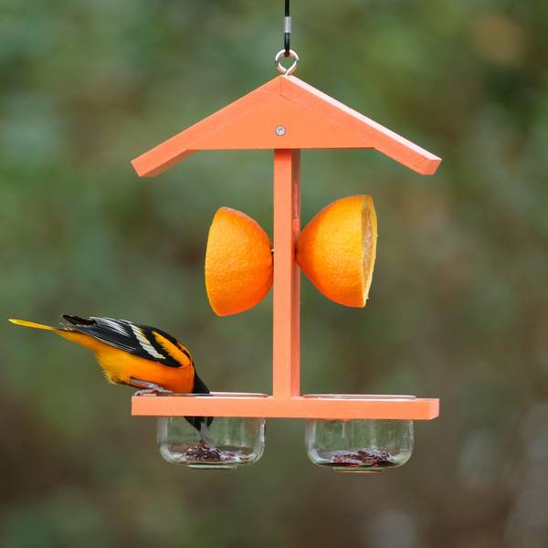 Citrus Sampler - Jelly and Orange Oriole Feeder
