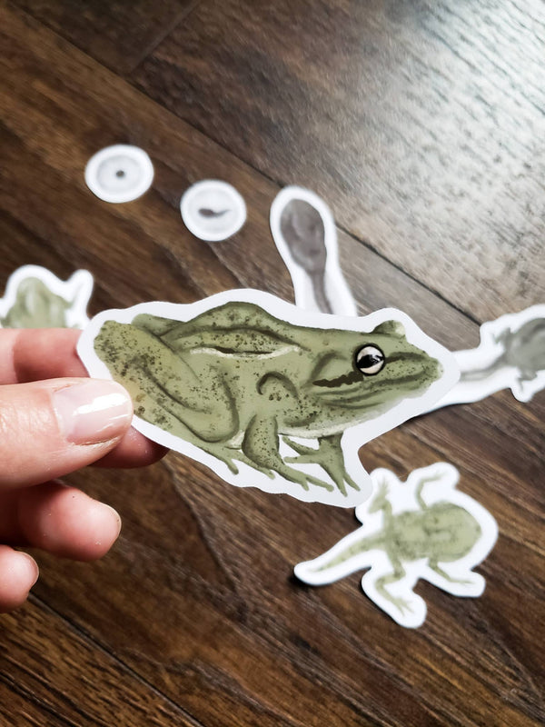 Stephanie Hathaway Designs - Frog Life Cycle Sticker Pack, Set of 7 Matte Vinyl Stickers