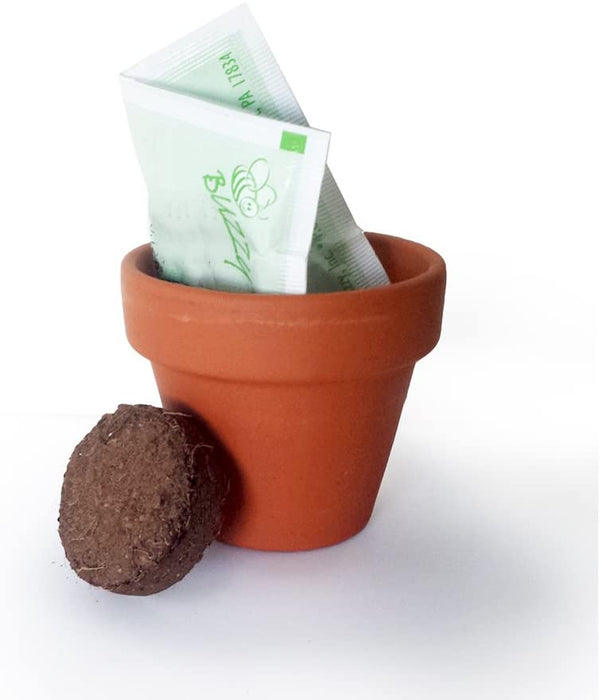 Buzzy Seeds - Kids Mini Grow Pot - Coneflower