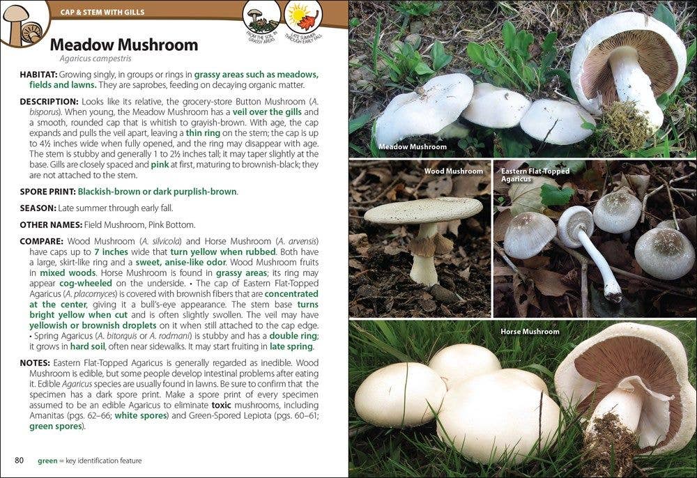 AdventureKEEN - Mushrooms of the Northeast