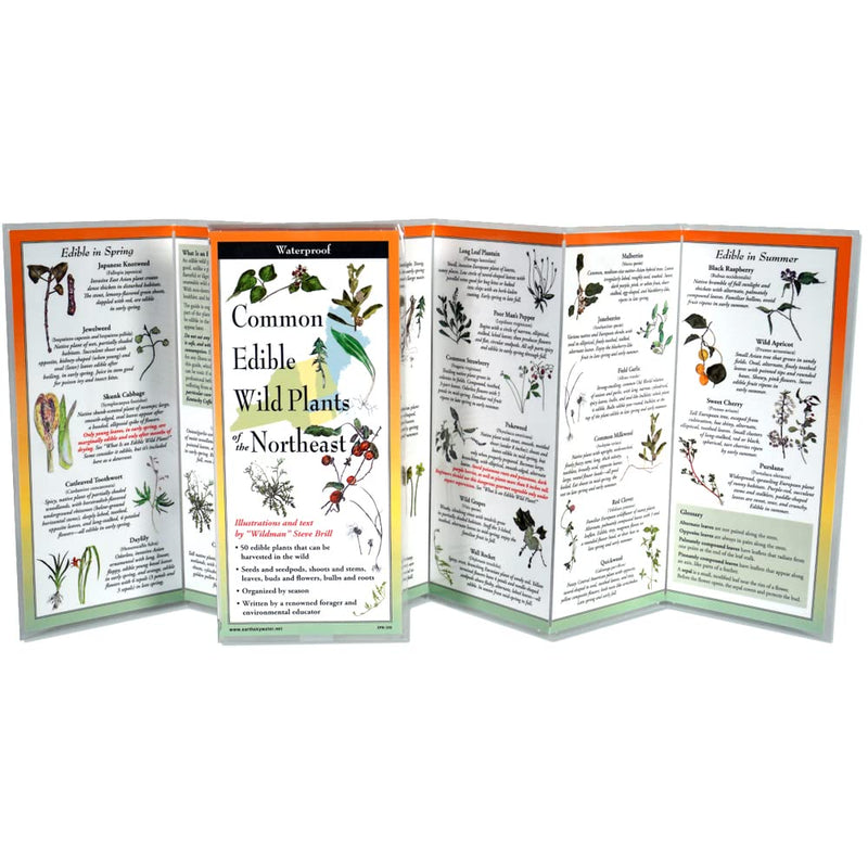 Common Edible Wild Plants of the Northeast - Folding Guide