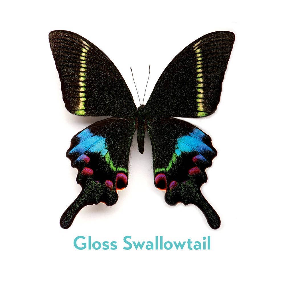 Christopher Marley’s Incredible Insects Memory Game