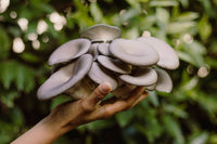 Blue Oyster Mushroom Grow-at-Home Kit