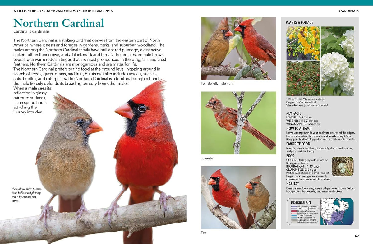 Backyard Birds of North America