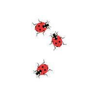 Tattly - Ladybugs Tattoo Pair