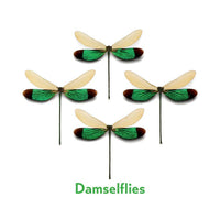 Christopher Marley’s Incredible Insects Memory Game