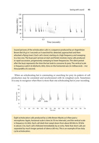 A Miscellany of Bats