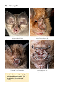 A Miscellany of Bats