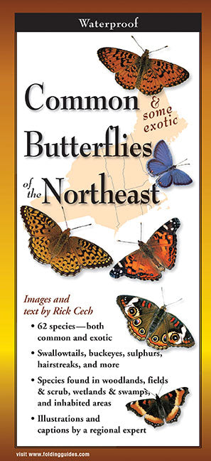 Common Butterflies of the Northeast - Folding Guide