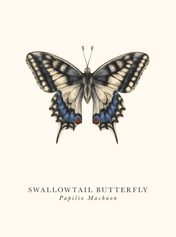 Swallowtail Butterfly Card