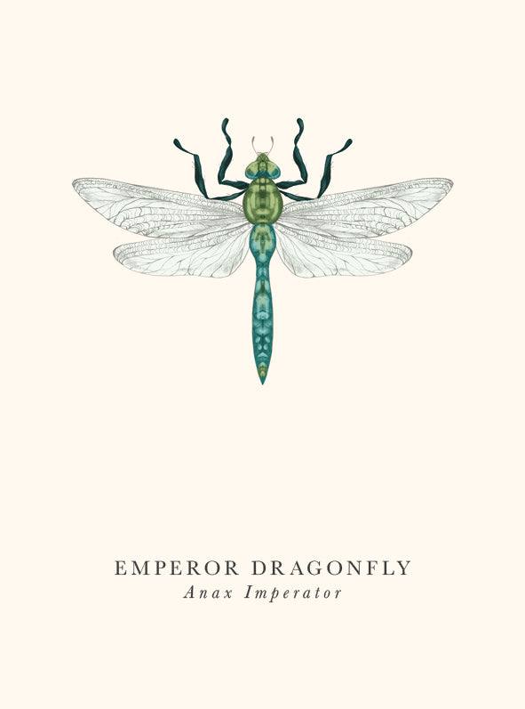 Emperor Dragonfly Card