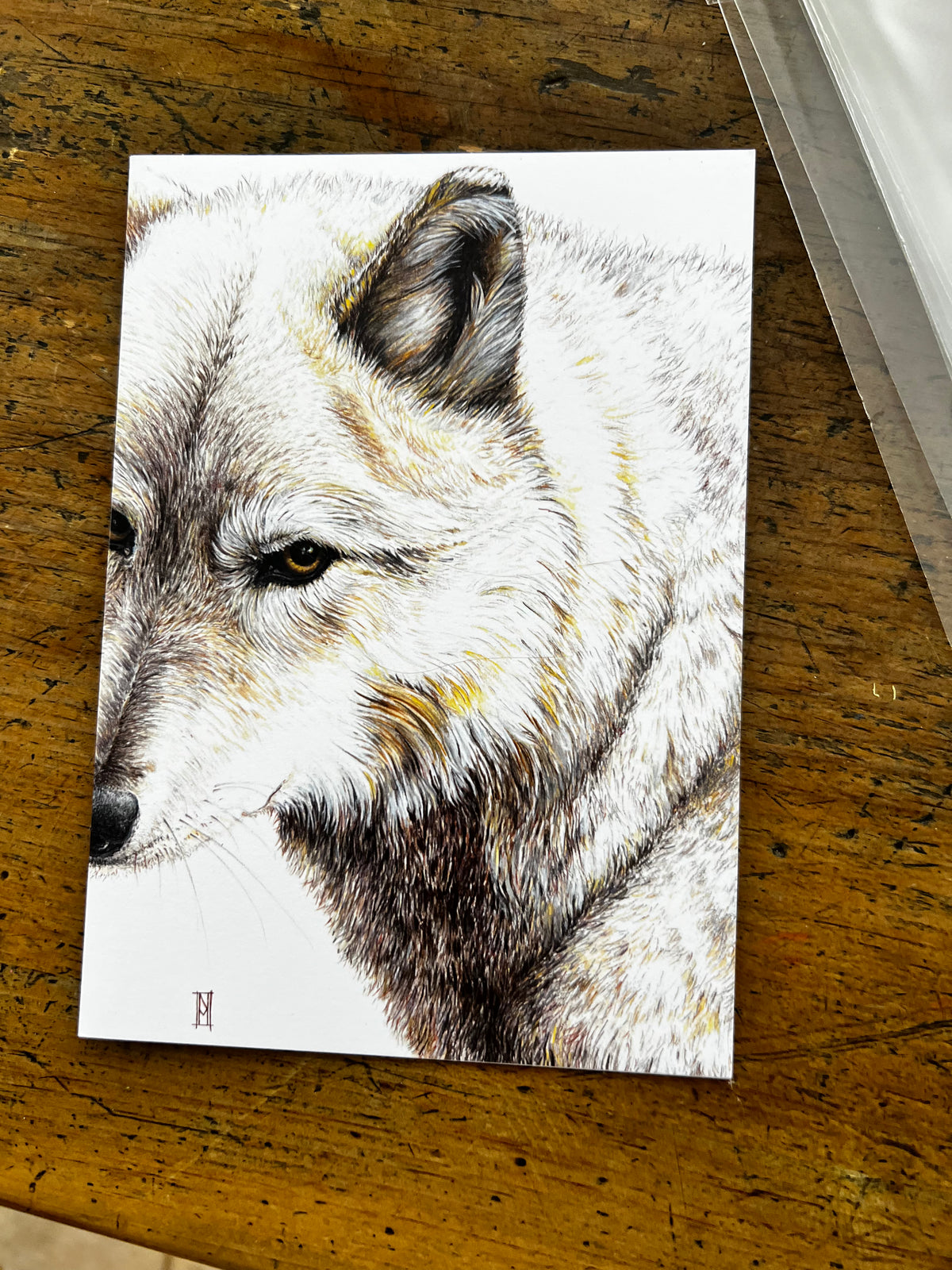 Wild Grey Fox - Greeting Cards