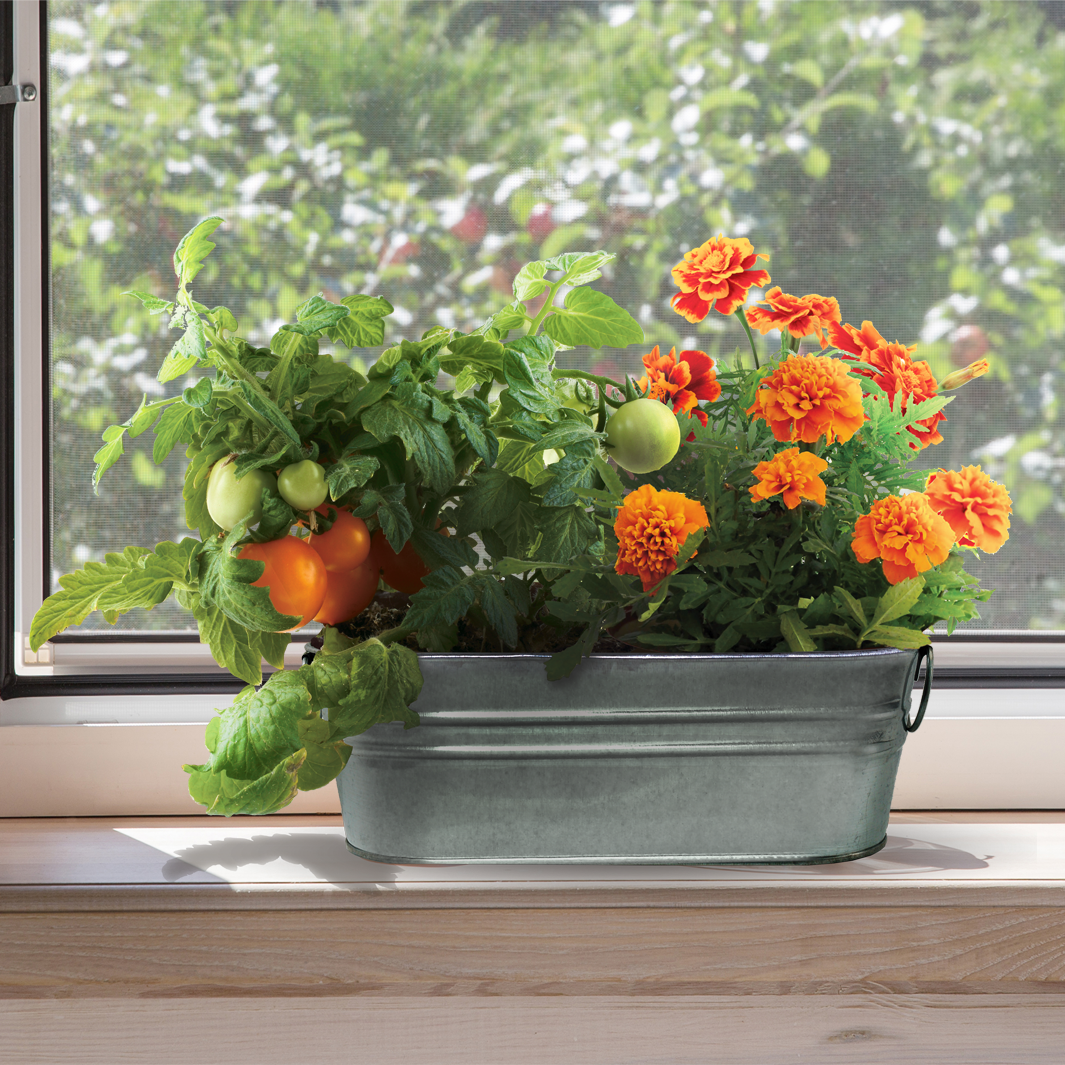 Buzzy Seeds - My First Garden: Painted Windowsill Grow Kit - Marigold & Tomato