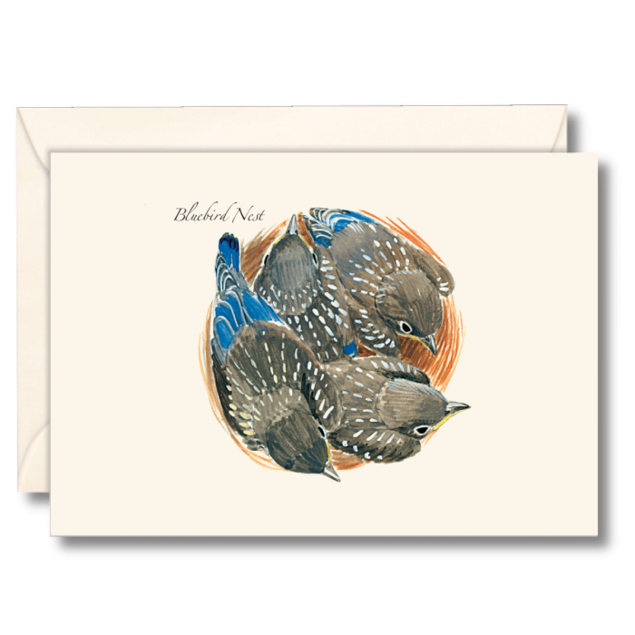 Bluebird Nest Boxed Notecards