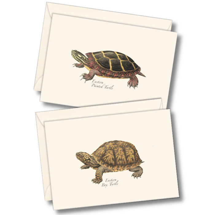 Freshwater Turtle Assortment Boxed Notecards