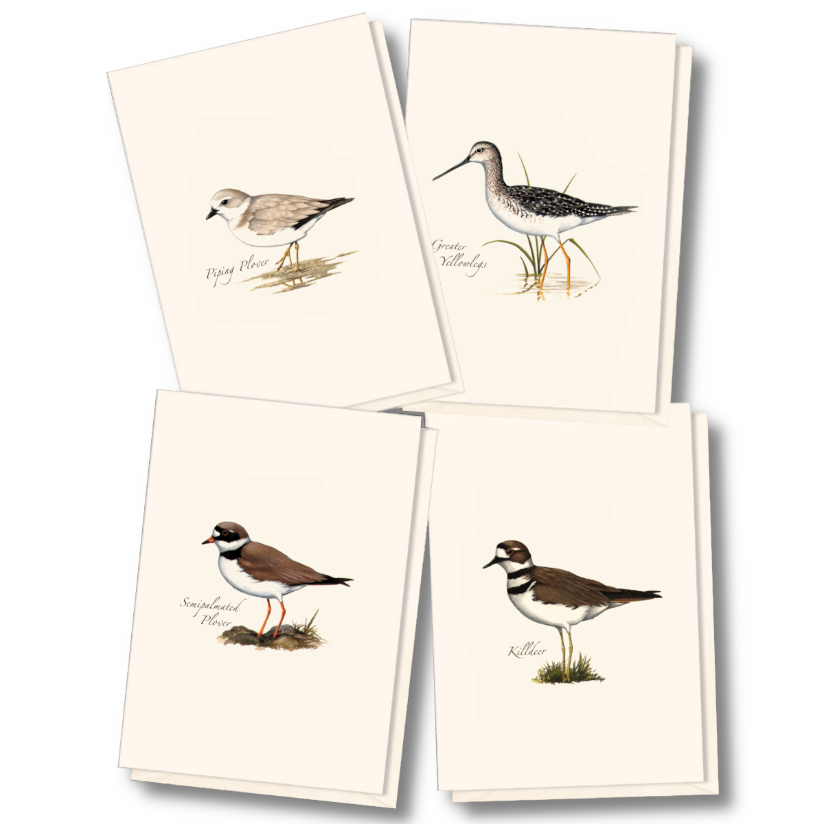 Shorebird Assortment Boxed Notecards