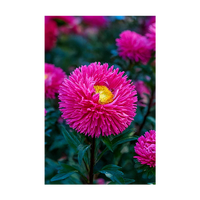 Aster Flower Seeds Packet