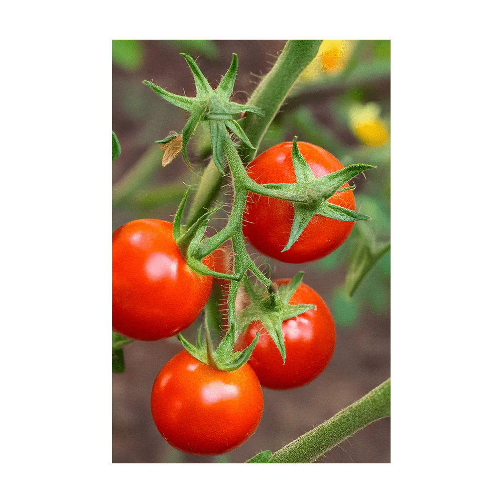 Cherry Tomato Vegetable Seeds Packet