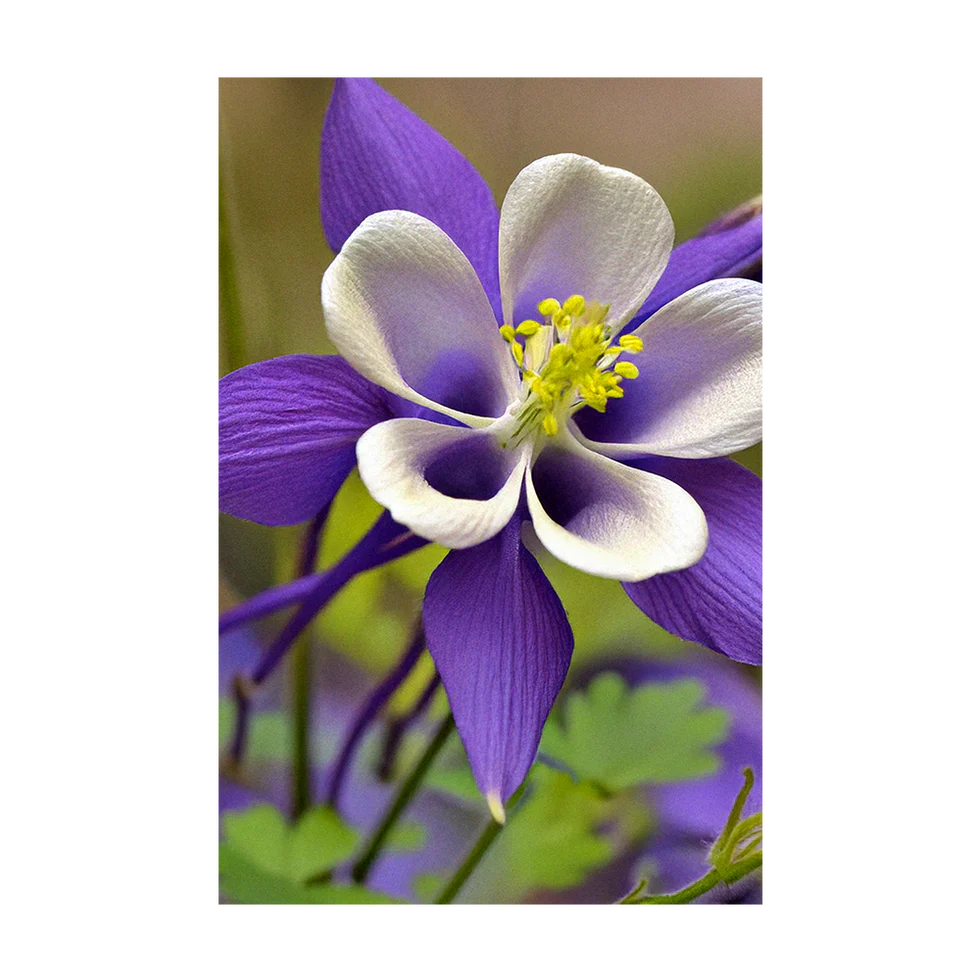 Columbine Flower Seeds Packet