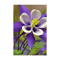 Columbine Flower Seeds Packet