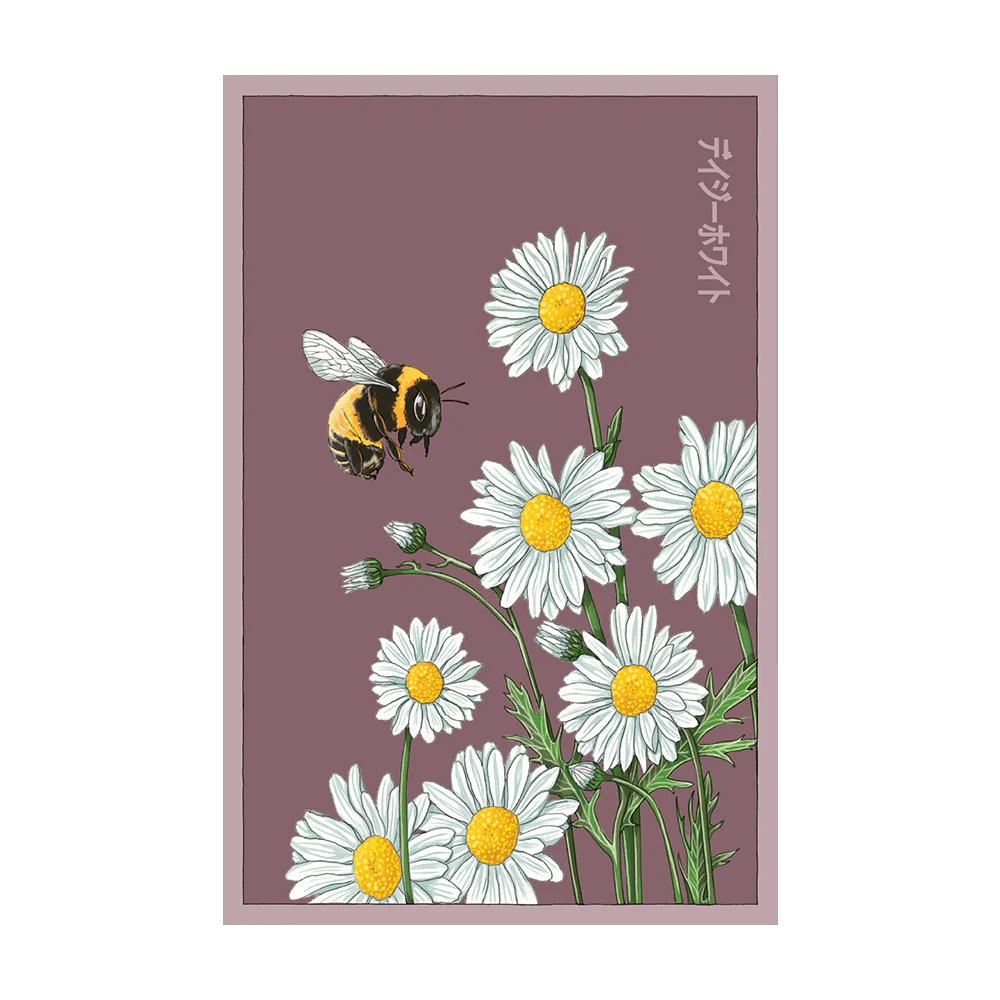 Daisy White Flower Seeds Packet