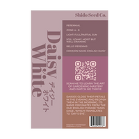 Daisy White Flower Seeds Packet